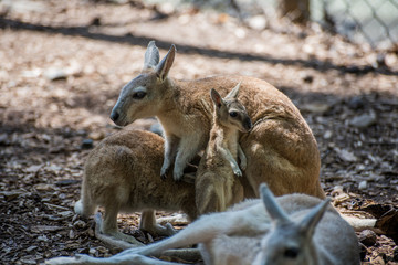 Kangaroo Family