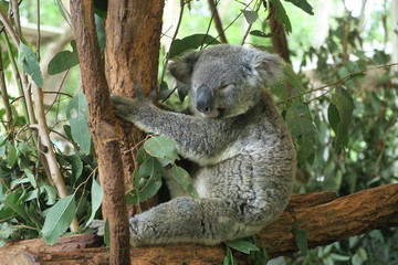 Naklejka na ściany i meble Koala in Australien