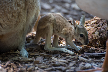 Kangaroo Baby