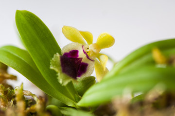 Obraz premium Beautiful rare mini orchid in a pot on a white window.