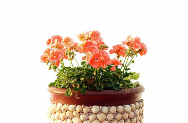 rosa Geranien in einer rotbraunen Blumenschale mit Muscheldekoration