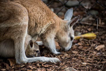 Fototapeta premium Kangaroo Family