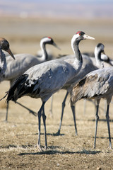 Group of gray cranes with red eyes on a yellow background with wheat