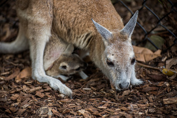 kangaroo mother and her baby