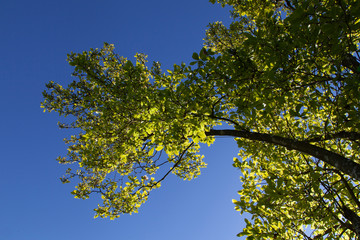 Les branches de l'arbre