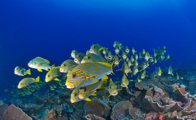 Schooling sweetlips