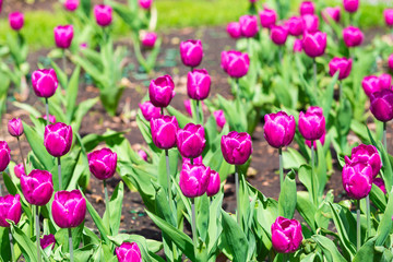 Bed of spring tulips of violet color