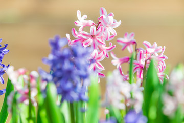 Obraz premium Bed with the spring blossoming fragrant hyacinths of pink and violet colors