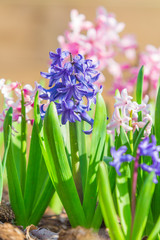 Bed with the spring blossoming fragrant hyacinths of pink and violet colors