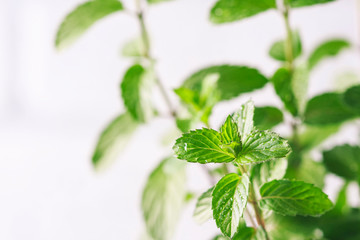 Mint. Fresh green leaves of organic mint closeup. Healthy eating.
