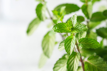 Mint. Fresh green leaves of organic mint closeup. Healthy eating.