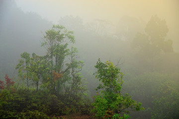 Shrub on a hill with mist in the morning. Rainforest of Thailand.