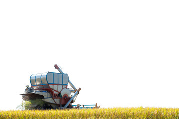 Fototapeta premium Combine harvester on rice field .White background and copy space.