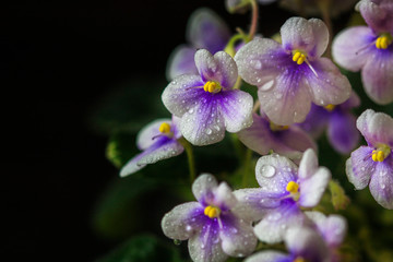 Closeup African Violet or Saintpaulia. Mini Potted plant. A dark background