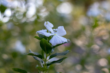 Rosy Periwinkle White