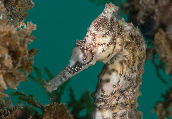 Up-close of a seahorse head © The Ocean Agency