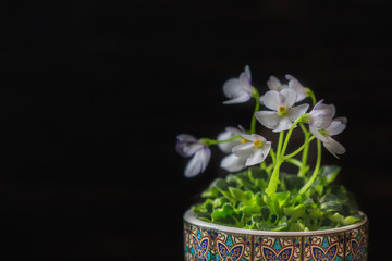 Closeup African Violet or Saintpaulia. Mini Potted plant. A dark background