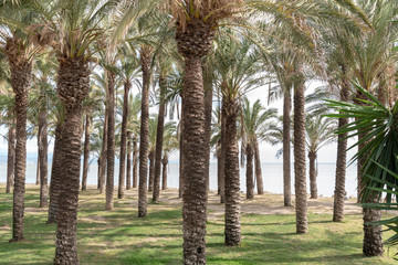 Palm trees by the sea