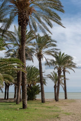 Palm trees in Torremolinos