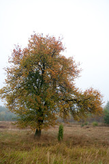 tree in autumn