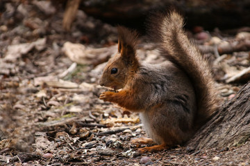 Fototapeta premium Wild red fluffy squirrel in the village of natural habitat 