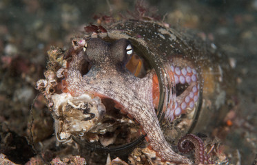 Octopus in jar