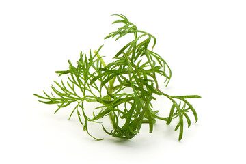 Fresh Green Dill, isolated on a white background. Close-up.