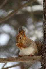 Fototapeta premium Wild red fluffy squirrel in the village of natural habitat