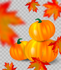 Bright orange pumpkins and blurred falling red maple leaves on transparent background. Seasonal banner or holiday vintage card. Realistic Vector illustration