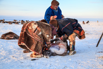 The extreme north, Yamal, the preparation of deer meat, remove the hide from the deer, assistant...