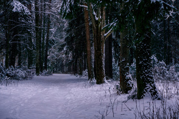 snowbound path in a winter park with conifers at dusk