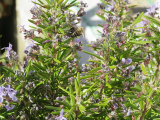 Abejas sobre Plnat de Romero
