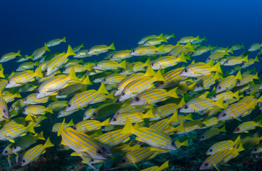 Fototapeta na wymiar Large group of schooling fish
