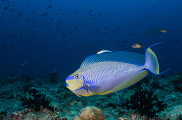 Bignose unicornfish