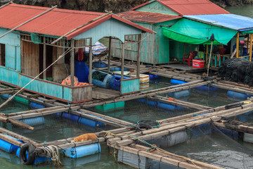 floating fish farm in ha long bay vietnam