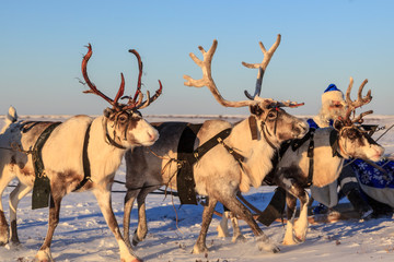Christmas theme, sales, Happy  Santa Claus in a snowy forest, Santa on the background of a winter forest, Russian Santa Claus (Grandfather Frost), Santa Claus are near his reindeers in harness.