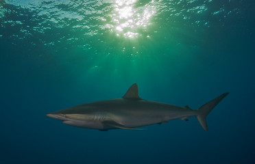 Fototapeta premium Sharks