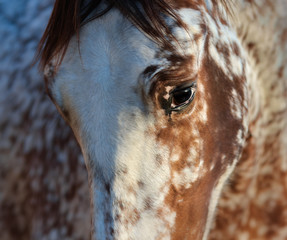 Portrait of rare mixed breed of Spanish and Appaloosa horse.