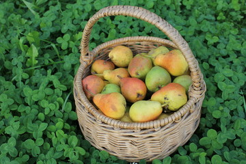 pears and clover