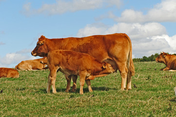 Fototapeta premium Mucca francese che allatta il vitellino al pascolo in Normandia