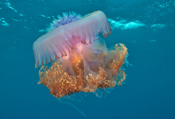 Large jellyfish underwater photo in ocean ocean  - obrazy, fototapety, plakaty
