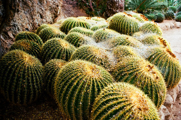 Barrel Cactus Sonora Desert Arizona San Tan Mountains