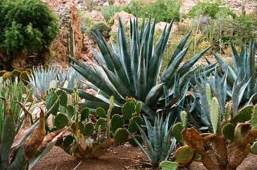 Fototapeta premium Century Plant Prickly Pear Cactus