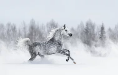 Foto op Plexiglas Rasecht grijs Arabisch paard dat tijdens blizzard galopperen. © Kseniya Abramova