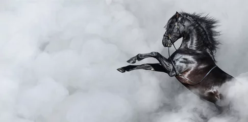 Foto op Plexiglas Zwarte Spaanse paard fokken in rook. © Kseniya Abramova