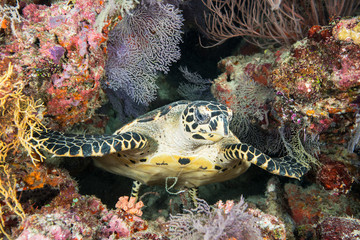 Sea turtle on coral reef