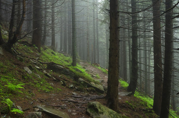 Forest mountain path in the mountains. The road to the beautiful forest. The road with stones in the Carpathian Mountains. Traveling on a mountain trail.