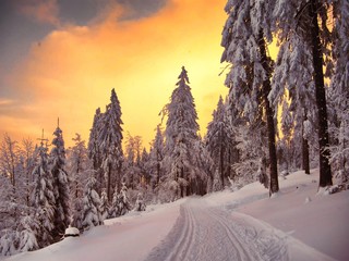 Beautiful winter landscape with the snow covered spruce trees