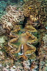 Giant clam