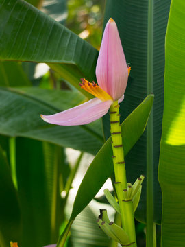Flowering banana or Musa ornata Roxb.
